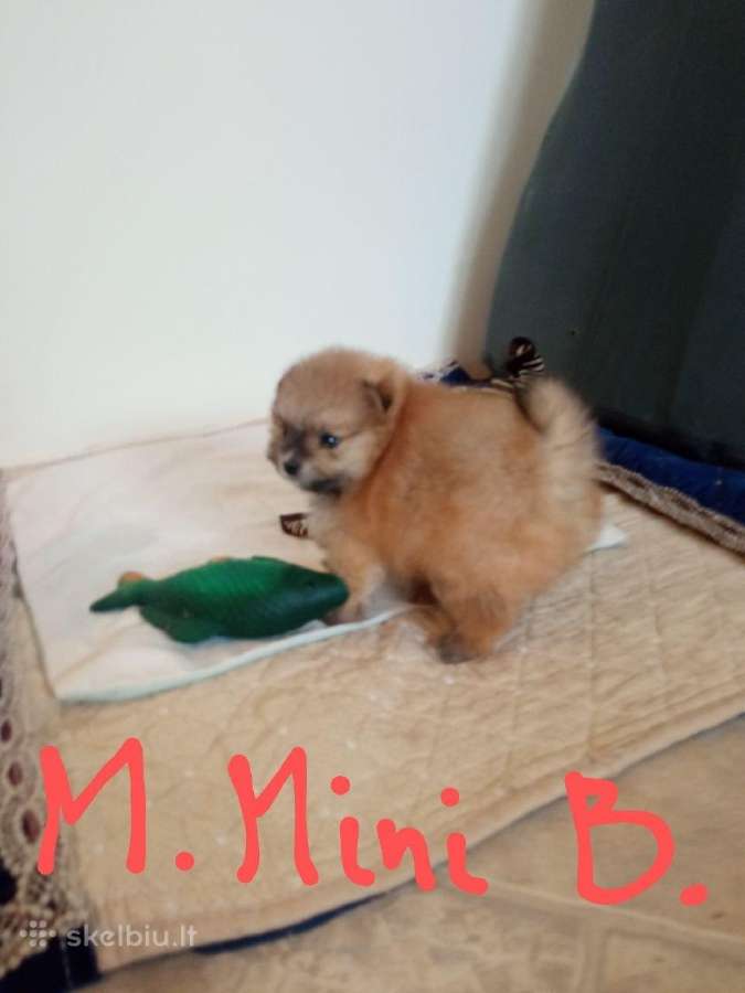 Pomeranijos nykštukinių špicai Boo - nuotraukos Nr. 8