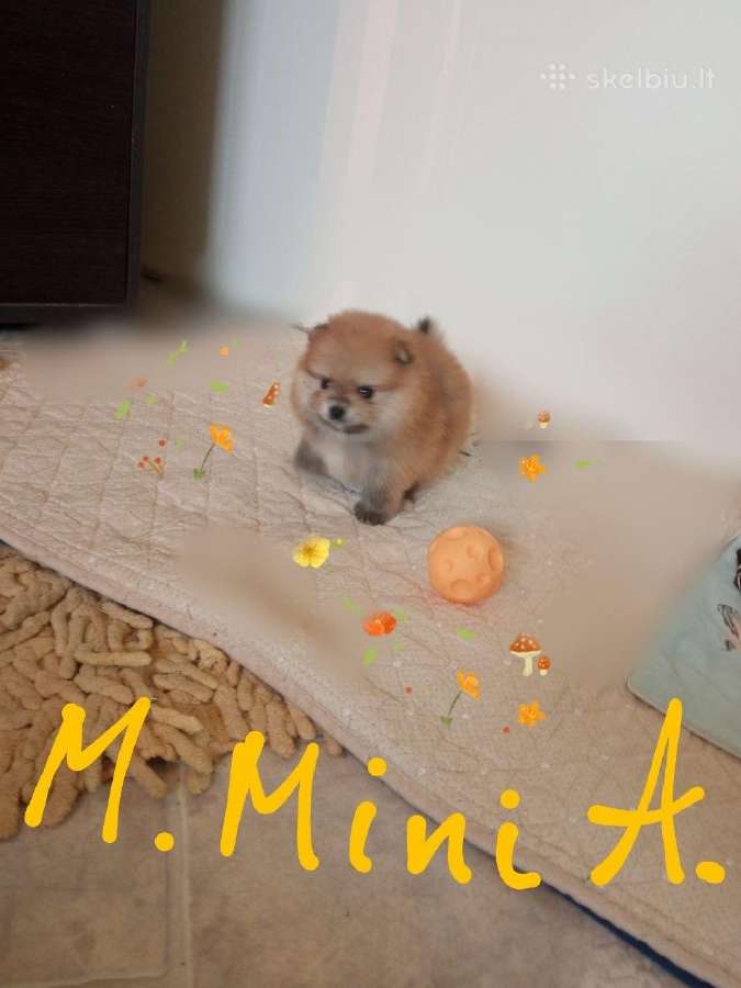 Pomeranijos nykštukinių špicai Boo - nuotraukos Nr. 14