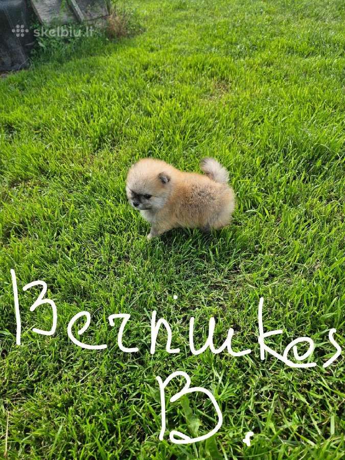 Pomeranijos nykštukinių špicai Boo - nuotraukos Nr. 15
