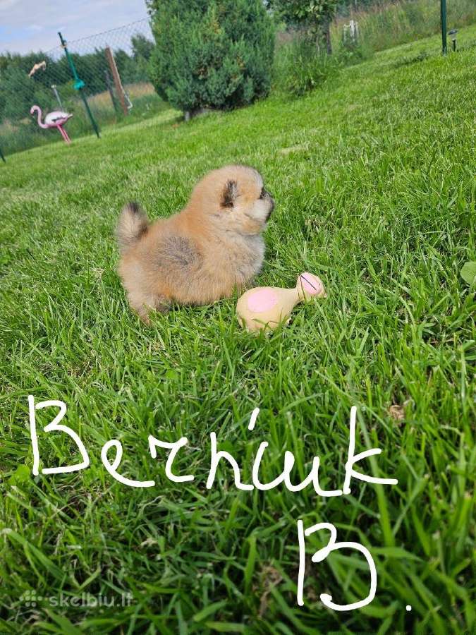 Pomeranijos nykštukinių špicai Boo - nuotraukos Nr. 16