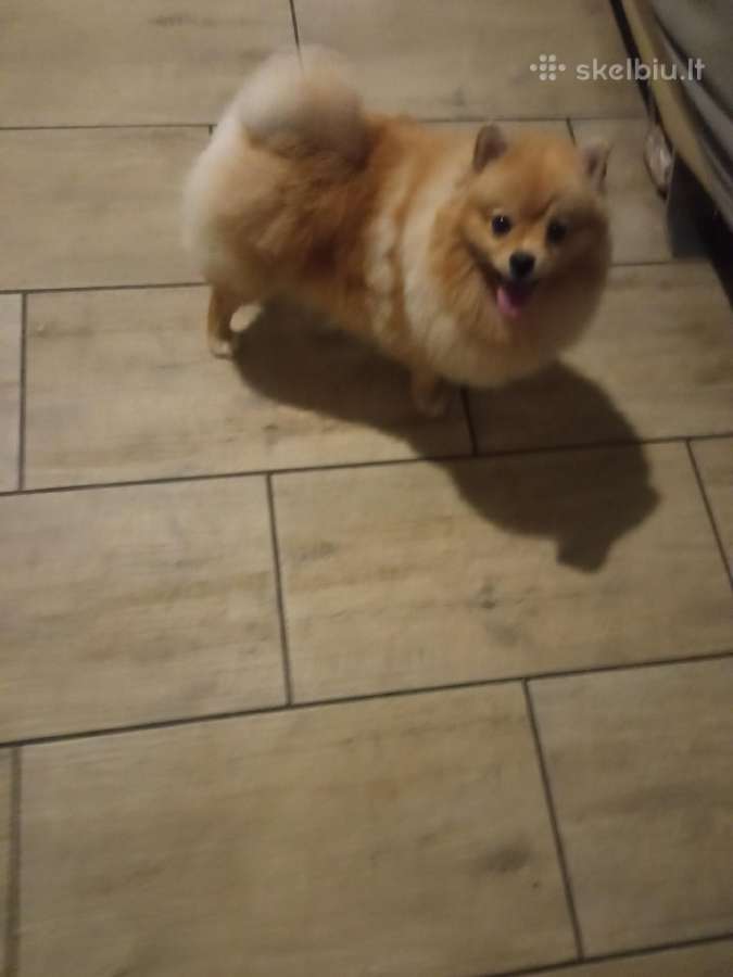 Pomeranijos nykštukinių špicai Boo - nuotraukos Nr. 18