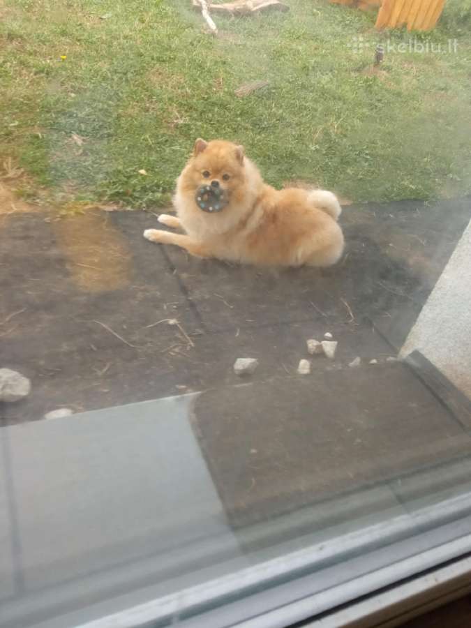 Pomeranijos nykštukinių špicai Boo - nuotraukos Nr. 19