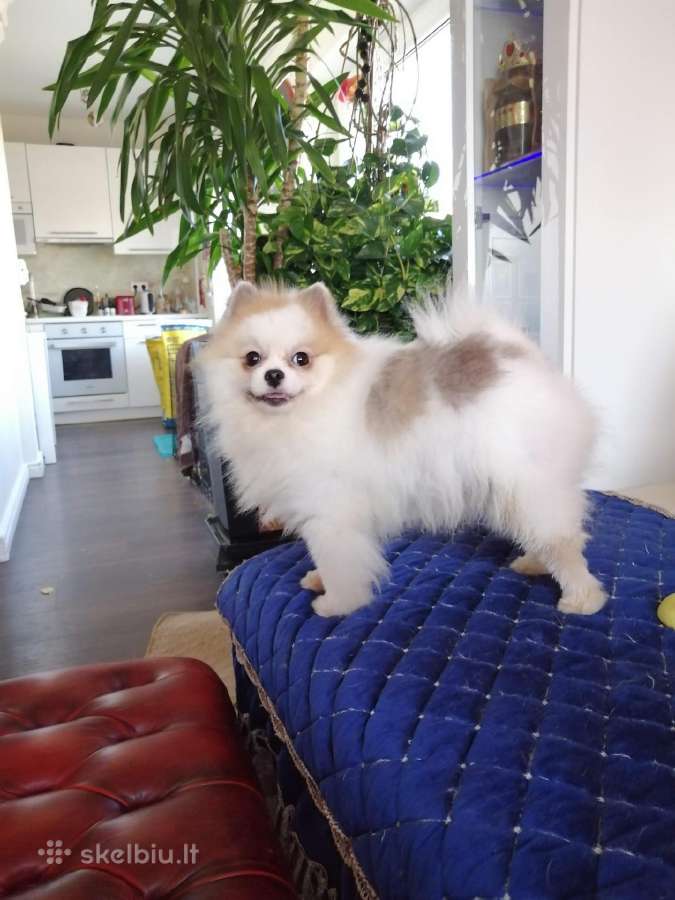 Pomeranijos nykštukinių špicai Boo - nuotraukos Nr. 21