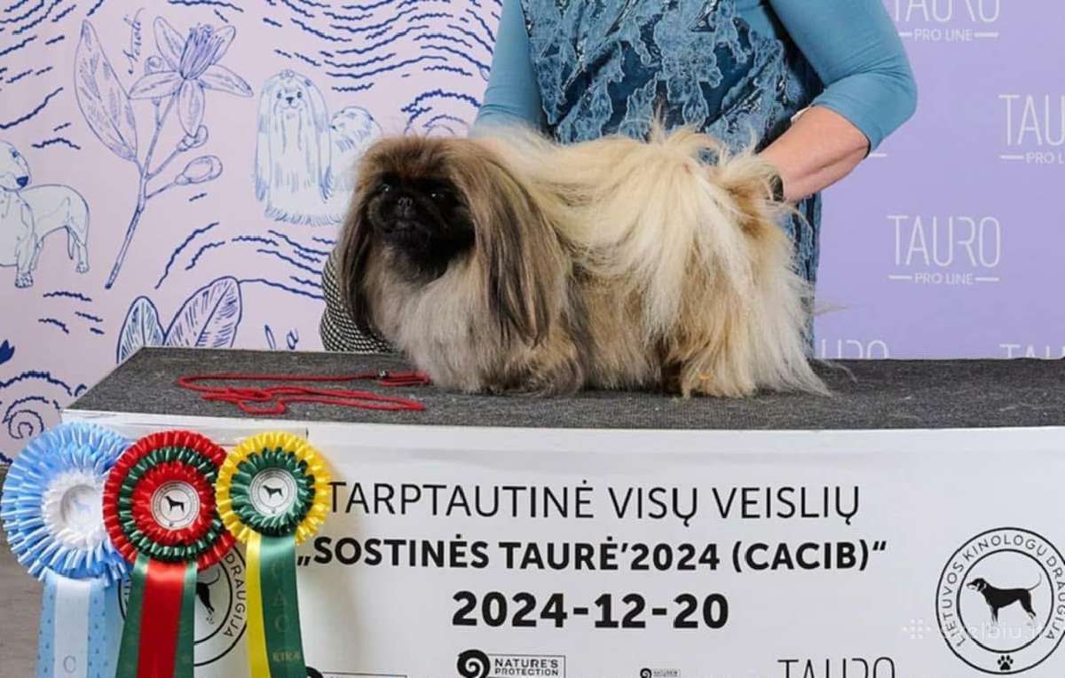 Pekino šuniukai Lkd Fci. Tel. - nuotraukos Nr. 14
