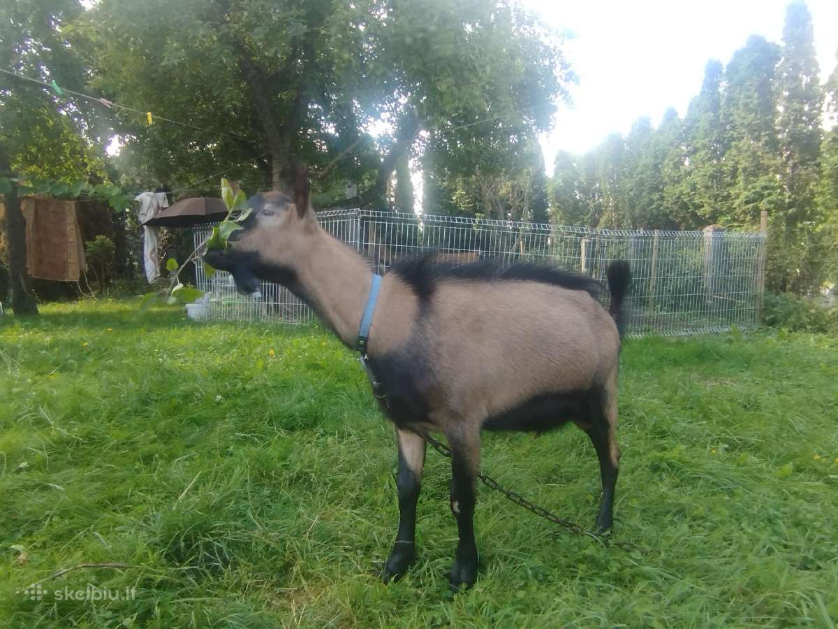 Alpinis 7 mėn ožys veislei - nuotraukos Nr. 6