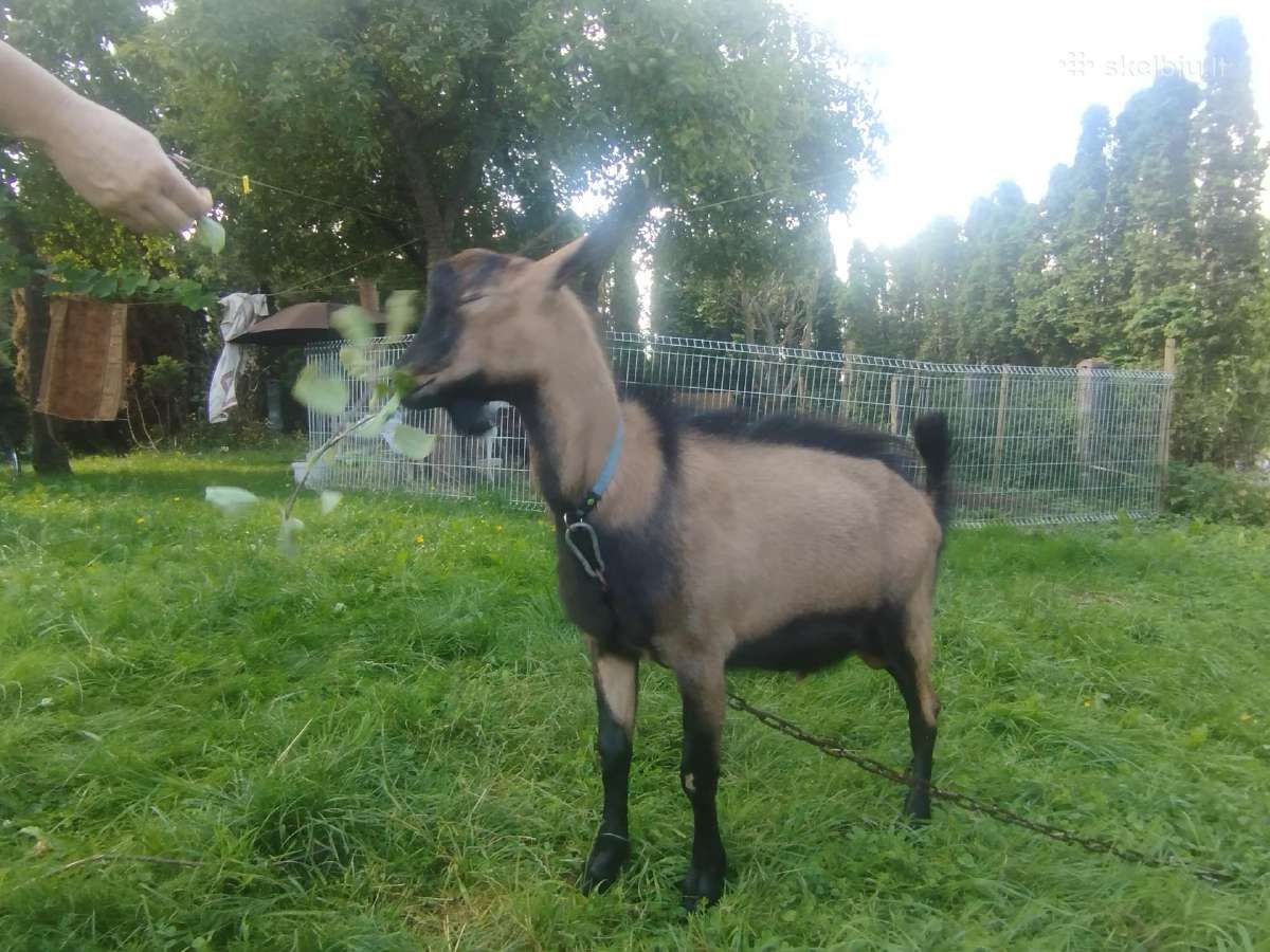 Alpinis 7 mėn ožys veislei - nuotraukos Nr. 8