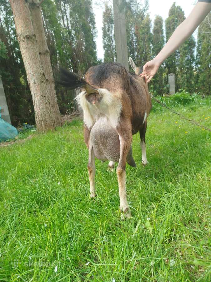 Alpinis 7 mėn ožys veislei - nuotraukos Nr. 2