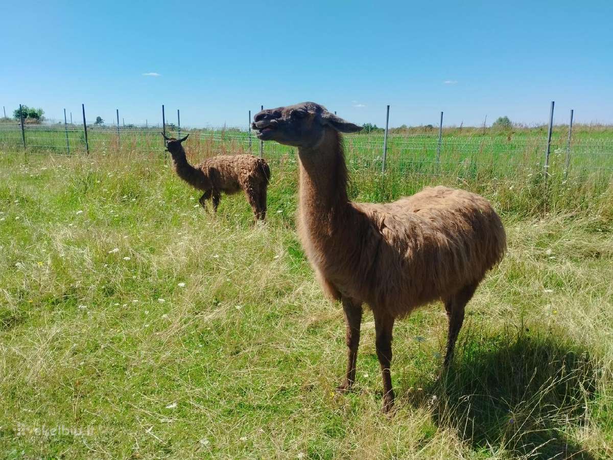 Lamų pora + 3 metų patelė Dovanų! - nuotraukos Nr. 2