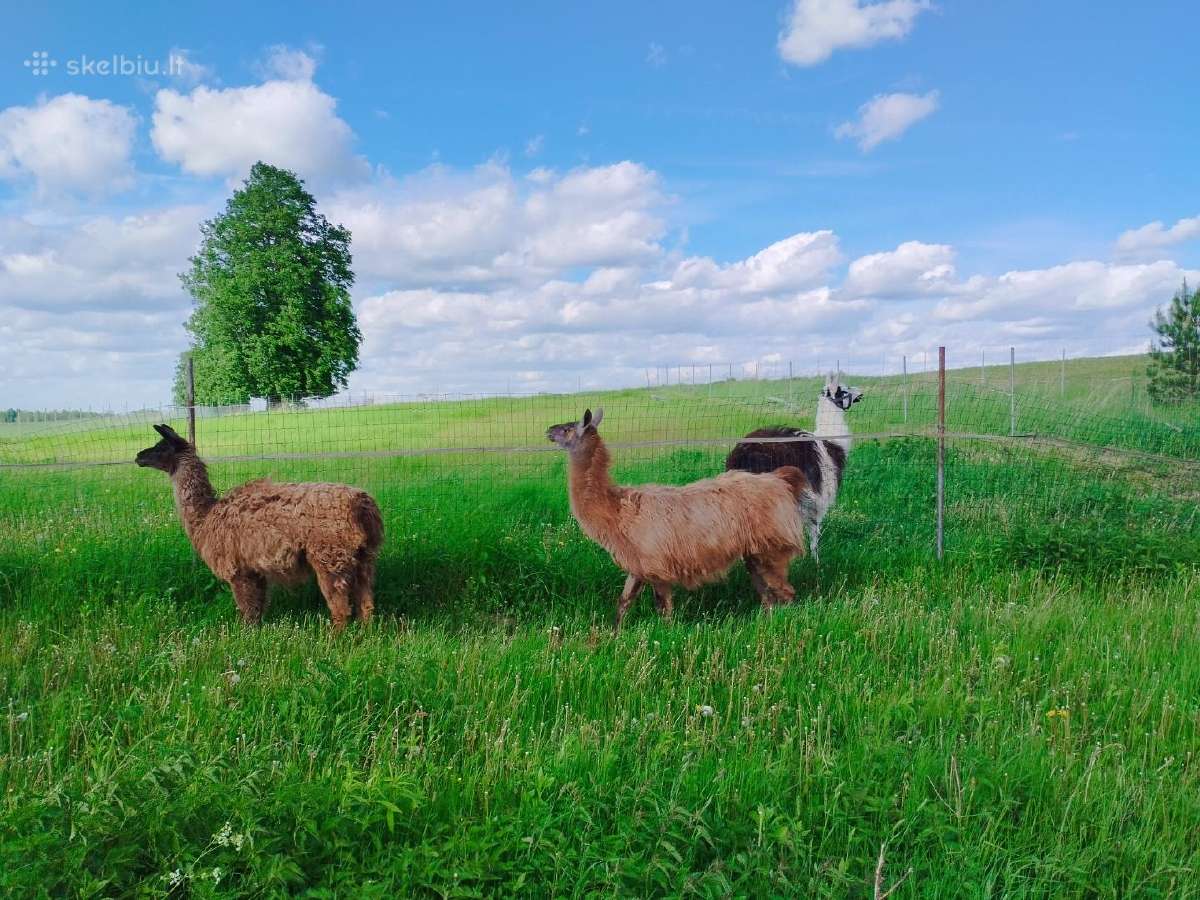 Lamų pora + 3 metų patelė Dovanų! - nuotraukos Nr. 5