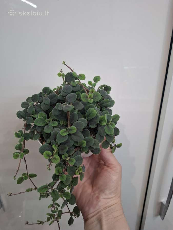 Episcia Alsobia - nuotraukos Nr. 2