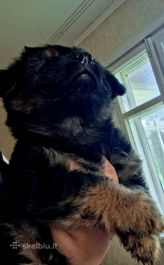 2.5mėn.jorkšyras+pekinas - nuotraukos Nr. 2