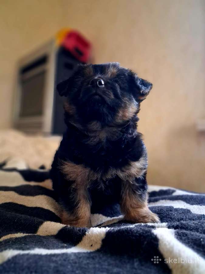 2.5mėn.jorkšyras+pekinas - nuotraukos Nr. 3