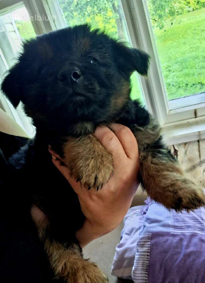 2.5mėn.jorkšyras+pekinas - nuotraukos Nr. 5