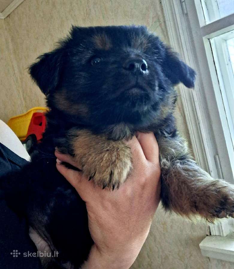 2.5mėn.jorkšyras+pekinas - nuotraukos Nr. 6