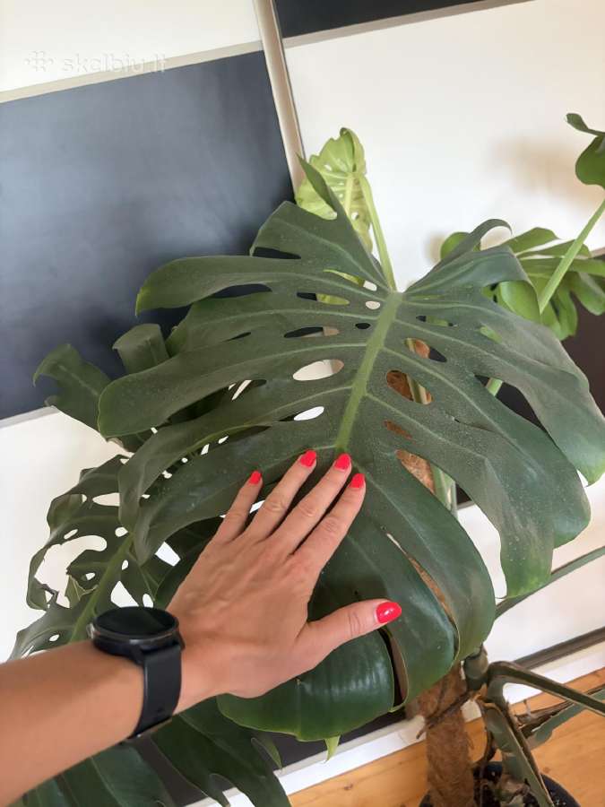 Didžialapės monstera - nuotraukos Nr. 2