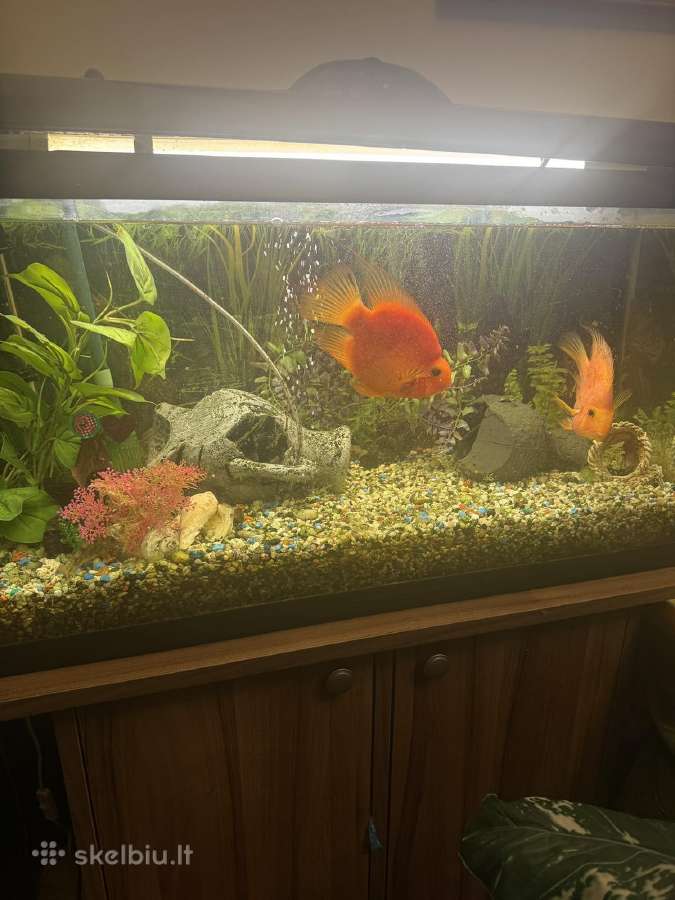 Akvariumas su zuvytemis ir priedais - nuotraukos Nr. 2
