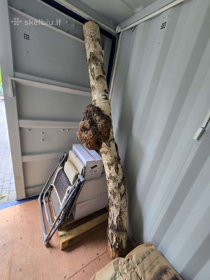 Parduodamas Milžiniškas Beržo Gumbas - nuotraukos Nr. 3