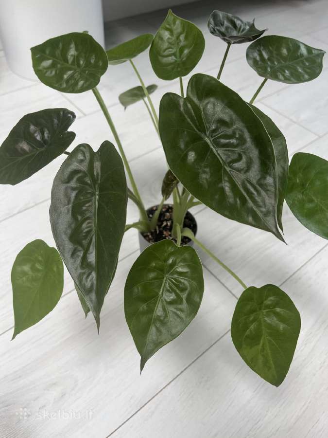 Alocasia Venty - nuotraukos Nr. 2