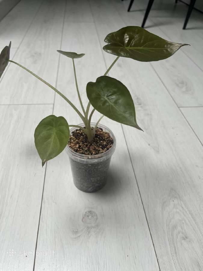 Alocasia venty - nuotraukos Nr. 2