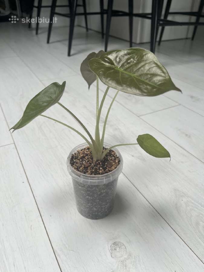 Alocasia venty - nuotraukos Nr. 3