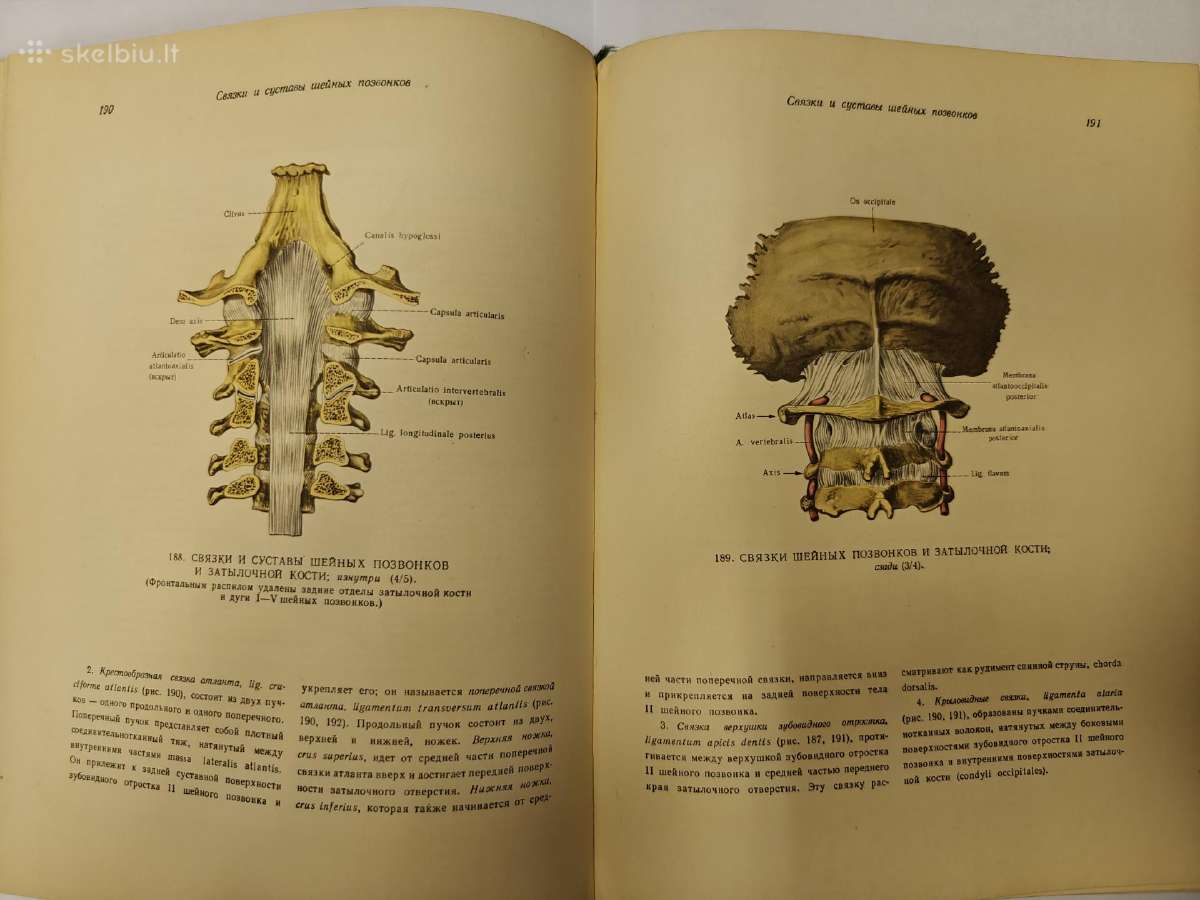Sinelnikovo žmogaus anatomijos atlasas - nuotraukos Nr. 7