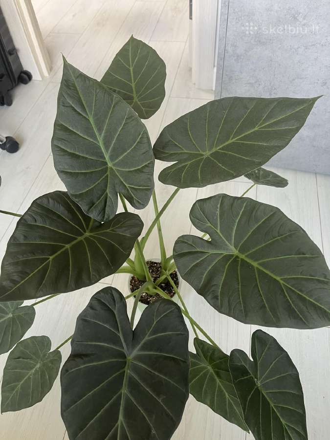 Alocasia Regal Shields - nuotraukos Nr. 2
