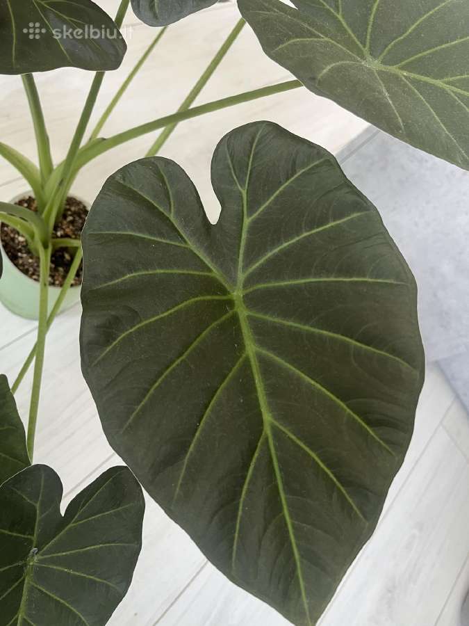 Alocasia Regal Shields - nuotraukos Nr. 3