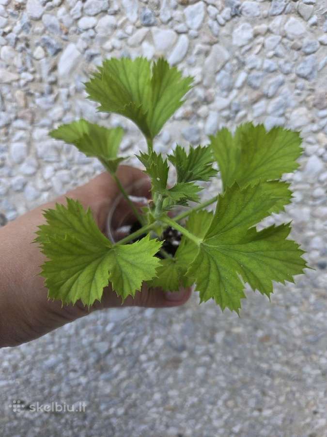 Karališkoji pelargonija. - nuotraukos Nr. 2