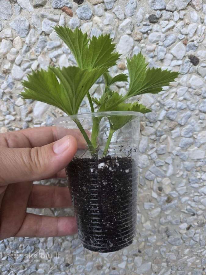 Karališkoji pelargonija. - nuotraukos Nr. 3