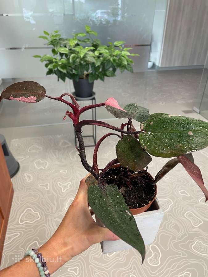 Philodendron Pink Princess - nuotraukos Nr. 2