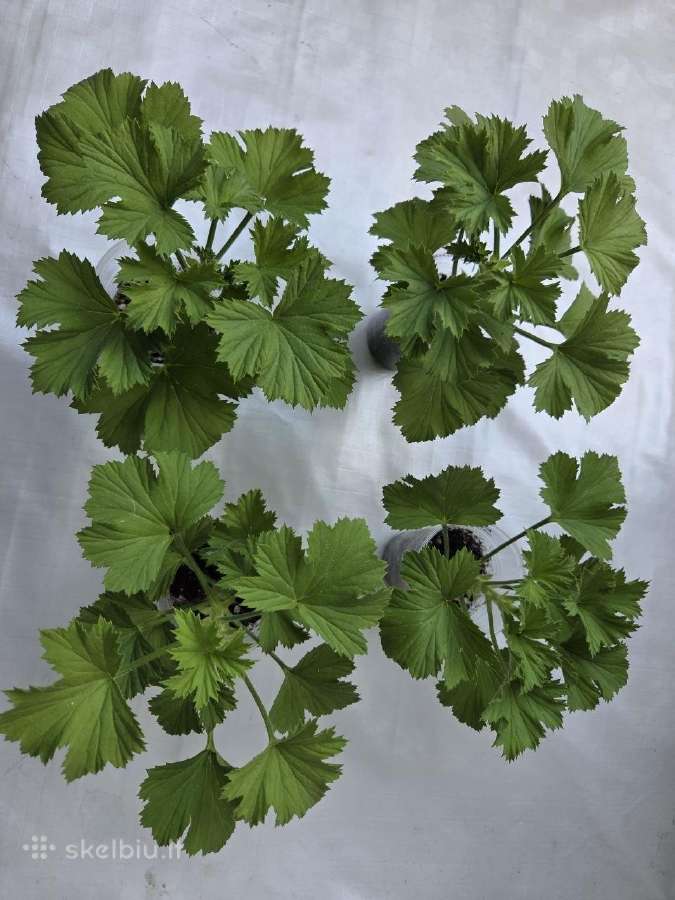 Karališkoji pelargonija. - nuotraukos Nr. 2