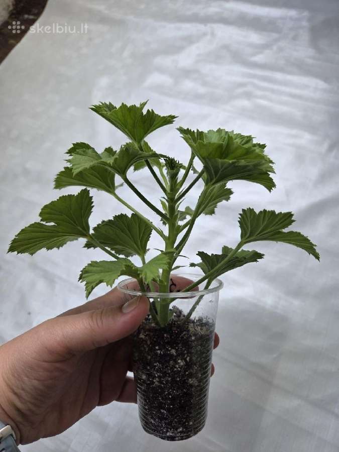 Karališkoji pelargonija. - nuotraukos Nr. 3