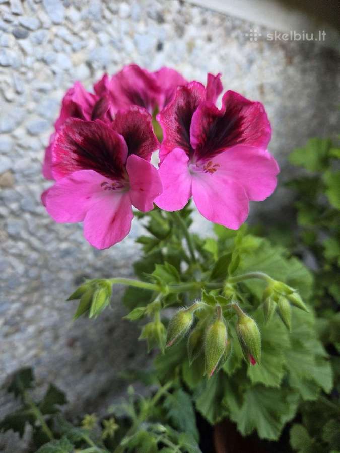 Karališkoji pelargonija. - nuotraukos Nr. 2