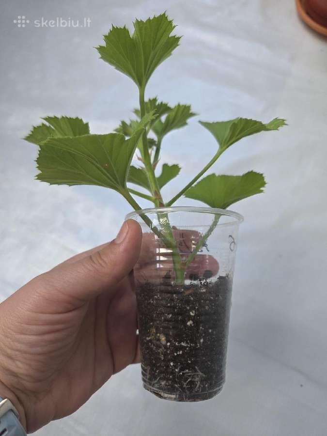 Karališkoji pelargonija. - nuotraukos Nr. 3