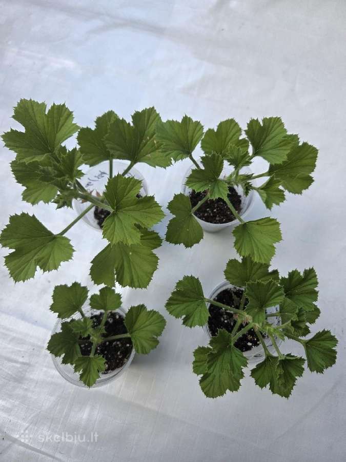 Karališkoji pelargonija. - nuotraukos Nr. 4