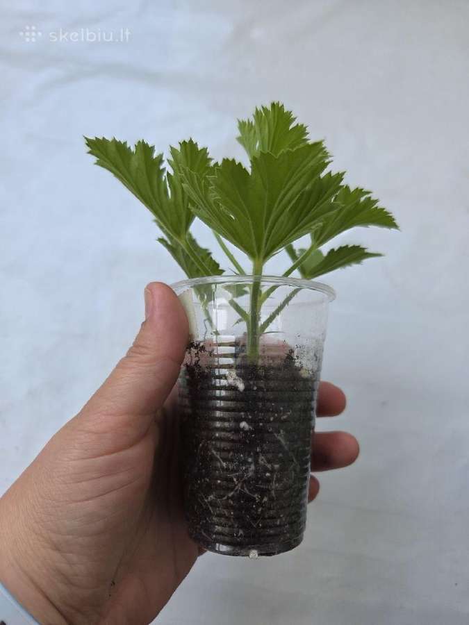 Karališkoji pelargonija. - nuotraukos Nr. 2