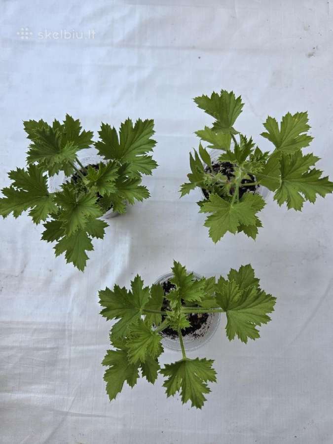 Karališkoji pelargonija. - nuotraukos Nr. 3
