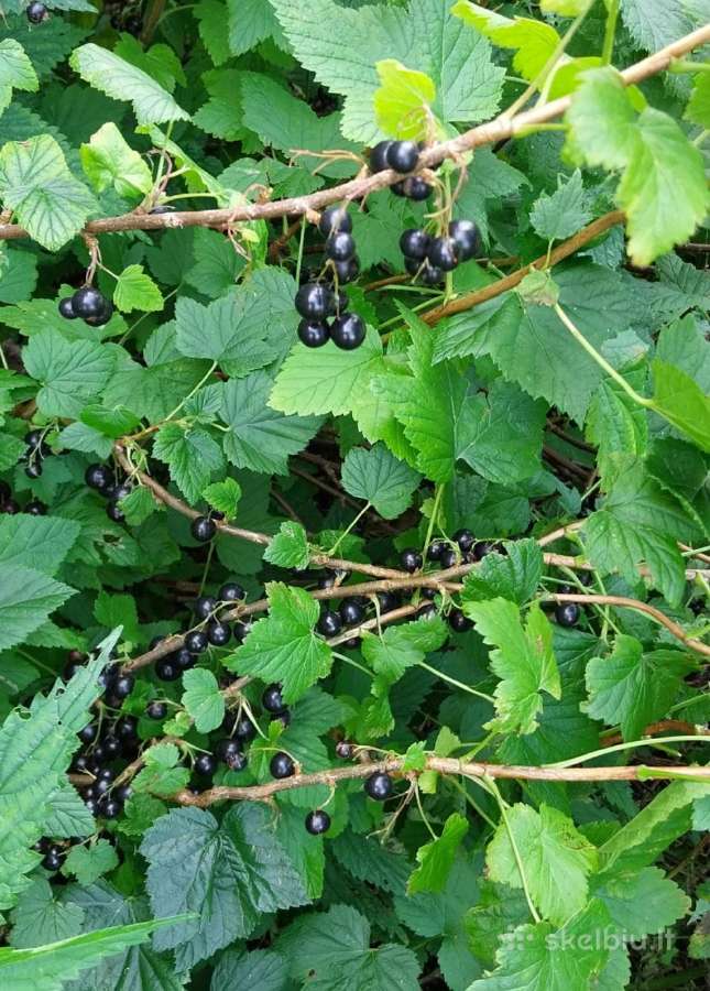 Parduodama sodyba - nuotraukos Nr. 7