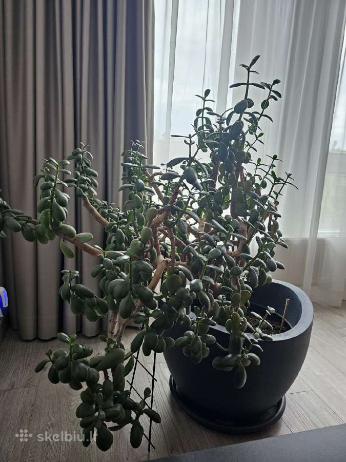 Kambarinis augalas - storalapis - nuotraukos Nr. 2