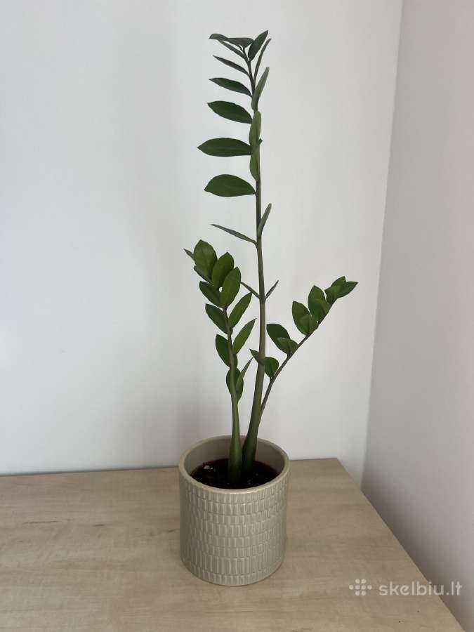 Zamioculcas kambarinė gėlė - nuotraukos Nr. 2