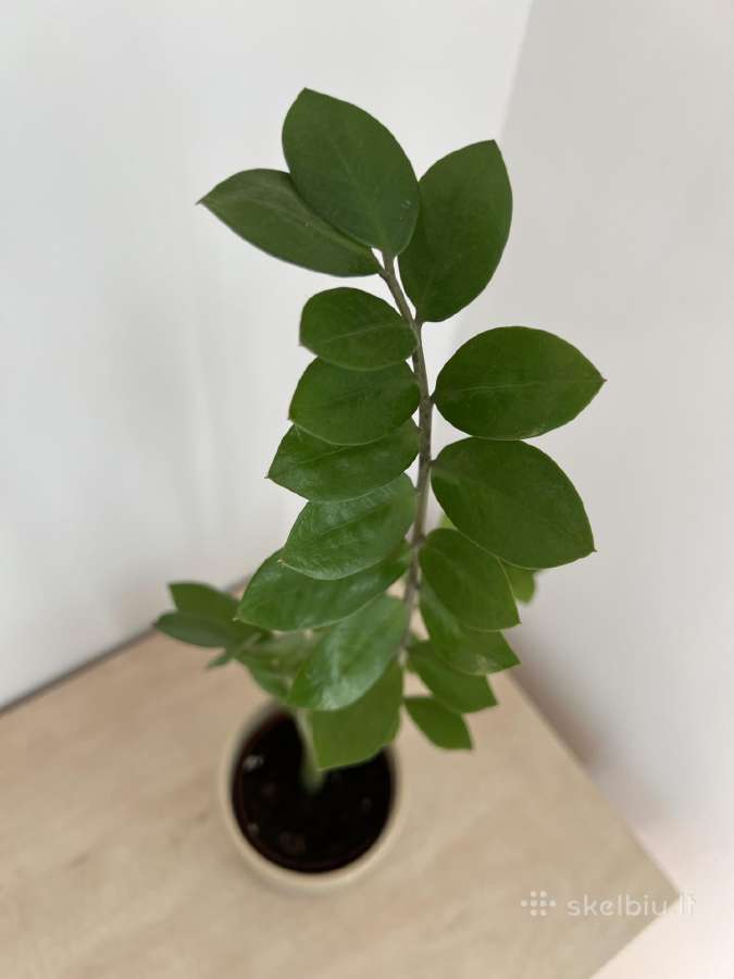 Zamioculcas kambarinė gėlė - nuotraukos Nr. 3