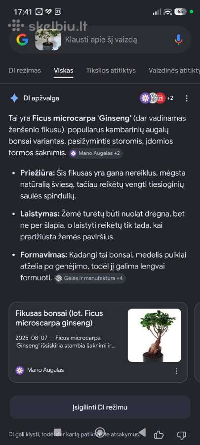 Ženšenio fikusas - nuotraukos Nr. 6