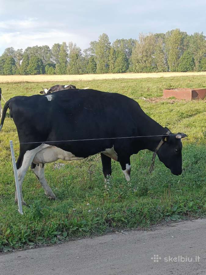 Karvės 4 vnt - nuotraukos Nr. 3