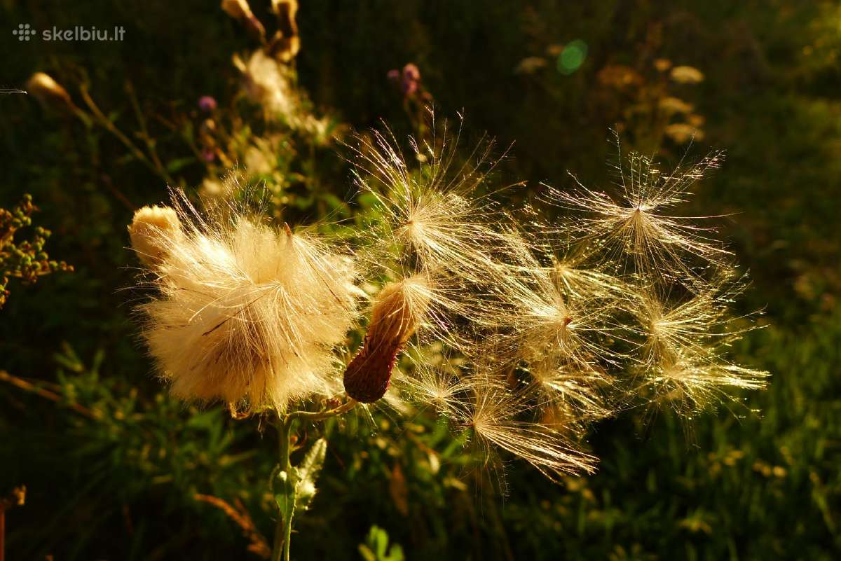 Panasonic Lx5 - nuotraukos Nr. 19
