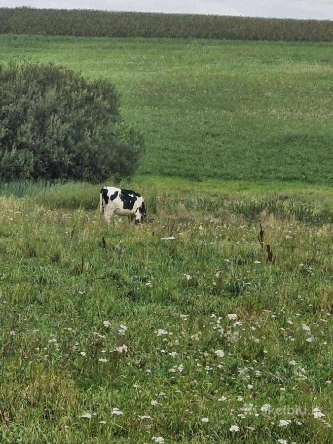 Parduodu karvę ir telyčią - nuotraukos Nr. 3