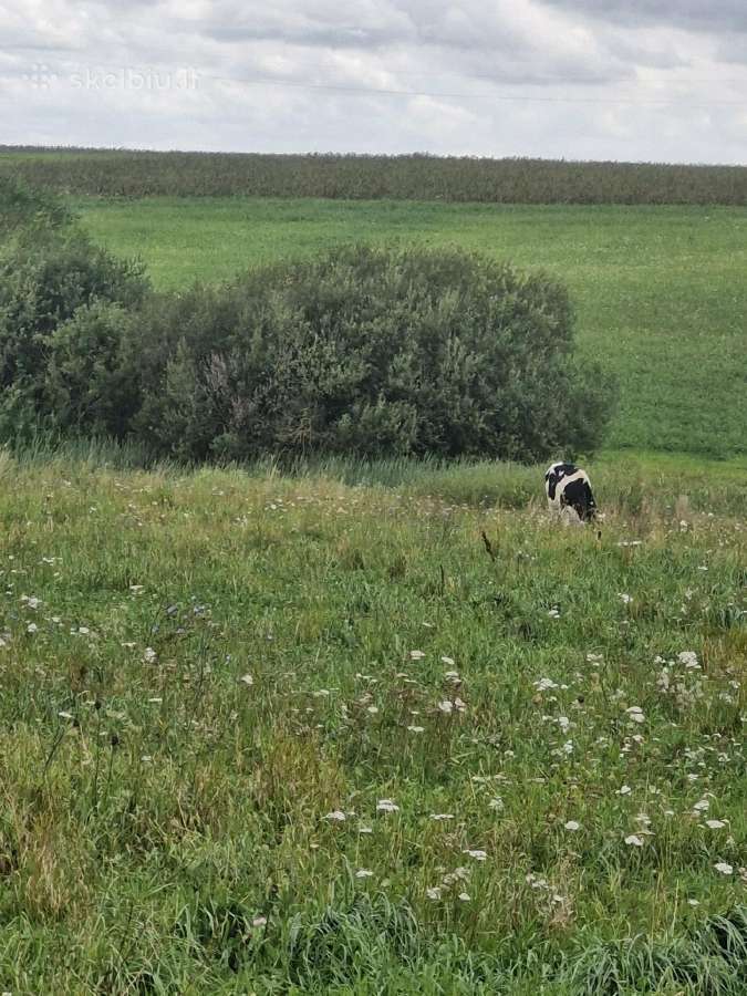 Parduodu karvę ir telyčią - nuotraukos Nr. 4