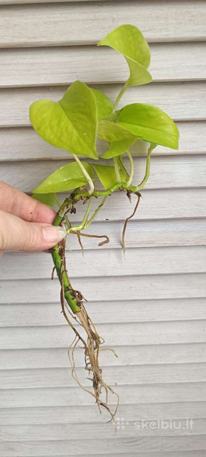 Filodendronai, epipremnum - nuotraukos Nr. 26