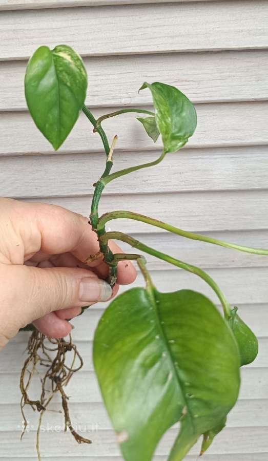 Filodendronai, epipremnum - nuotraukos Nr. 27