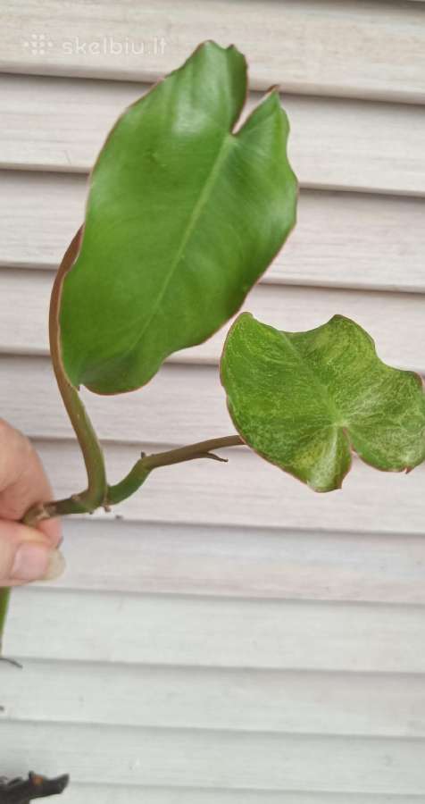 Filodendronai, epipremnum - nuotraukos Nr. 28