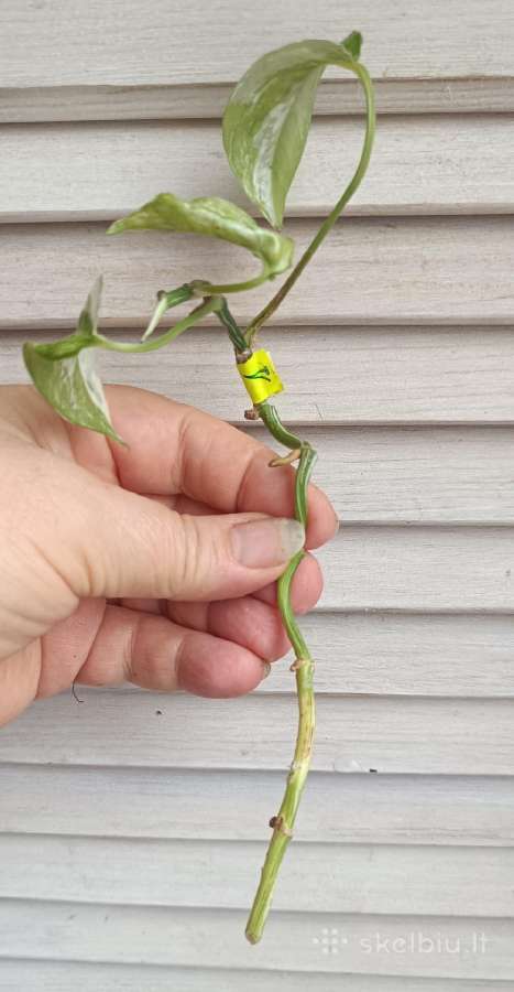 Filodendronai, epipremnum - nuotraukos Nr. 29